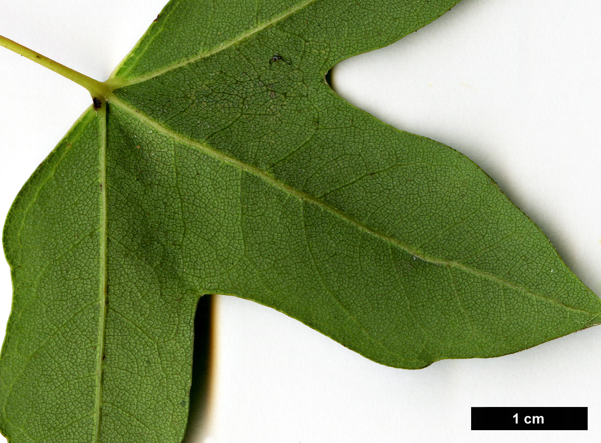 High resolution image: Family: Sapindaceae - Genus: Acer - Taxon: monspessulanum - SpeciesSub: subsp. turcomanicum